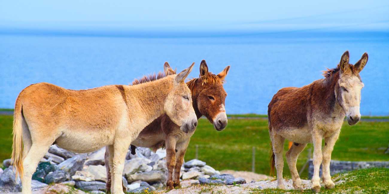 Encounter local wildlife – The pristine coastal pastures, traditional farm animals, and rugged sea vistas of the Aran Islands in 2026 Three friendly, indigenous brown and tan donkeys standing proudly on a grassy hill overlooking the deep blue Atlantic ocean on the Aran Islands.